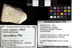 Foto (Objket + Etiketten) von Goniodromites bidentatus (Reuss, 1858) 